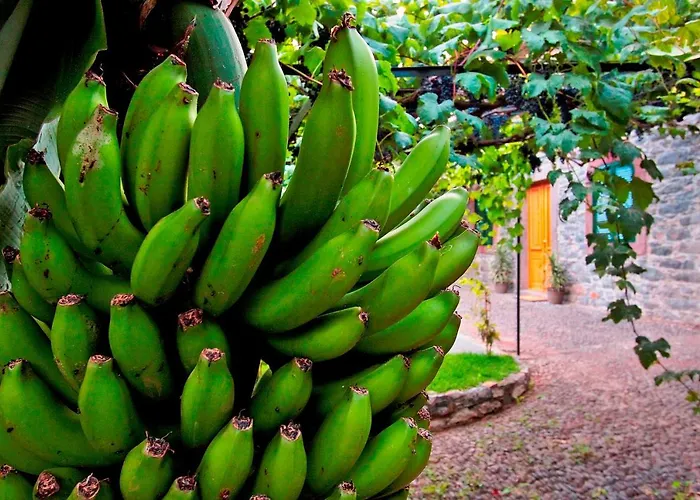 Ourmadeira - Casa Vinhas דירה
