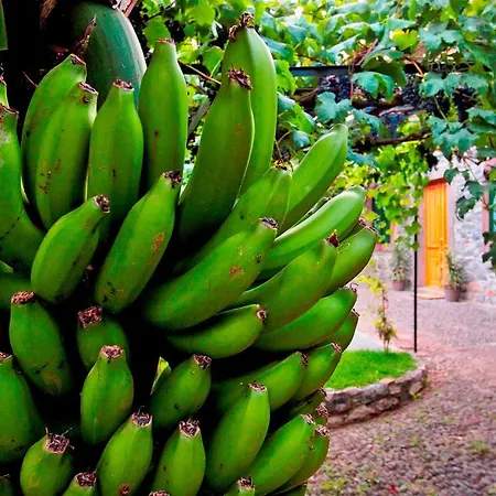 Ourmadeira - Casa Vinhas, Charming شقة