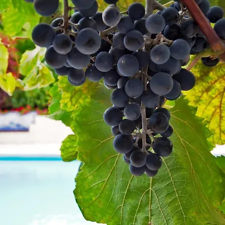 Ourmadeira - Casa Vinhas, Charming * فونشال