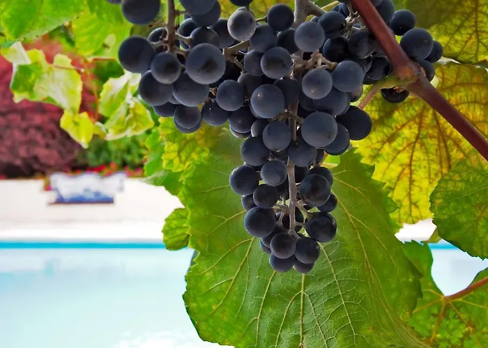 Ourmadeira - Casa Vinhas, Charming * 푼샬